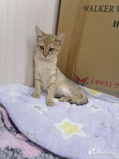 Котенок в дар