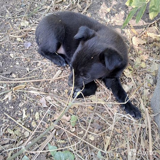 Щенки от небольшой собачки