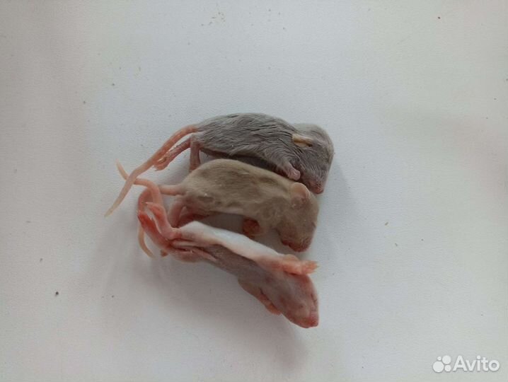 Мыши/крысы/перепела кормовые