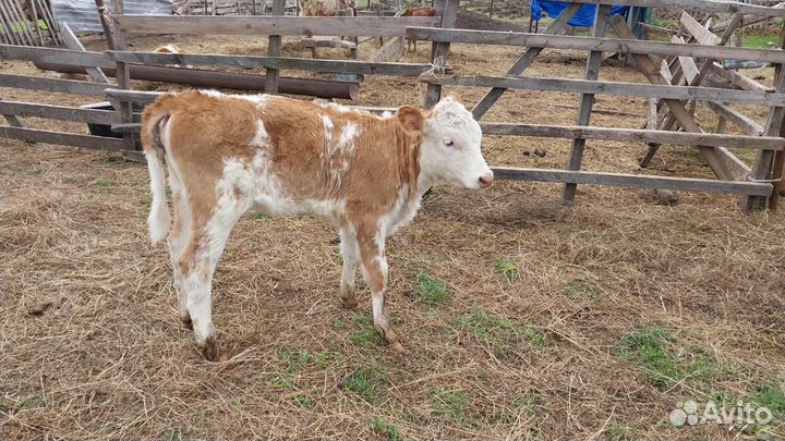 Телята симменталы