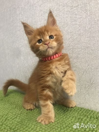 Красные прекрасные коты мейнкуны