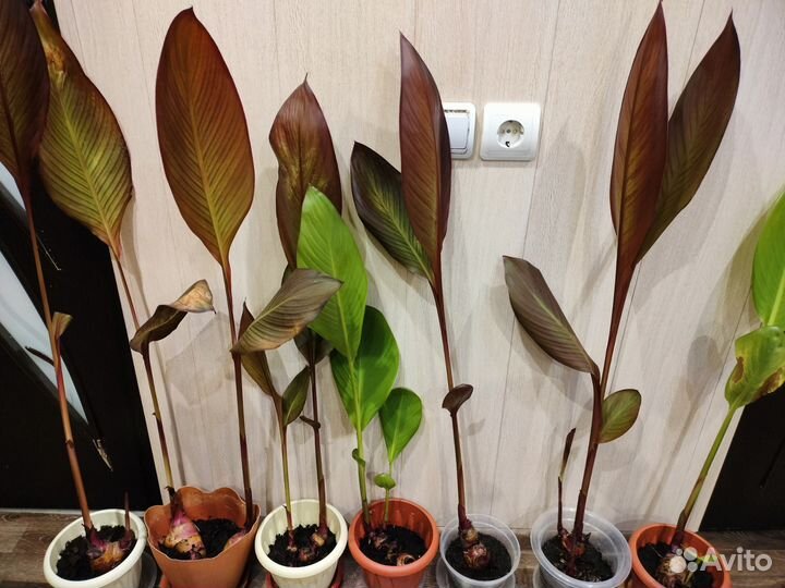 Цветы канны