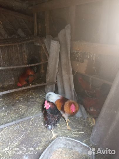 Молодые петухи