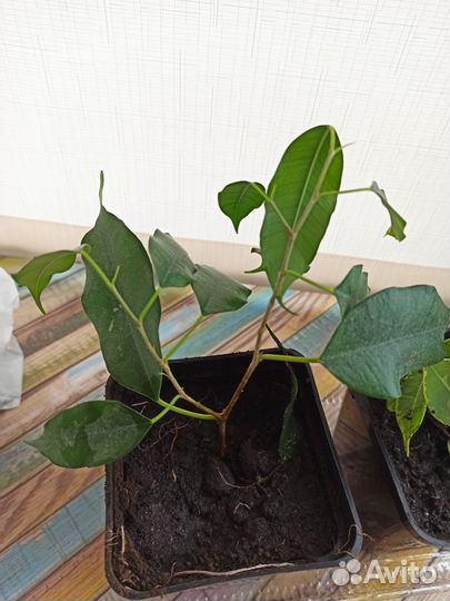 Фикус бенджамина