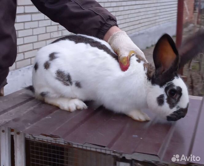 Кролики на развод