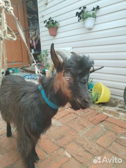 Козел на племя