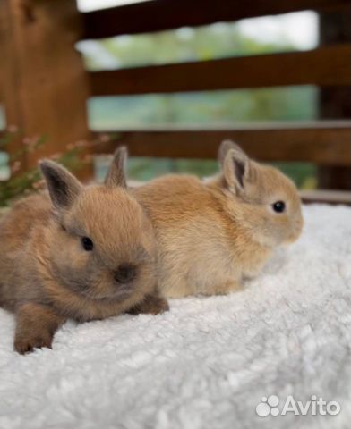 Карликовые Мини Кролики Домашние из Питомника объявление продам