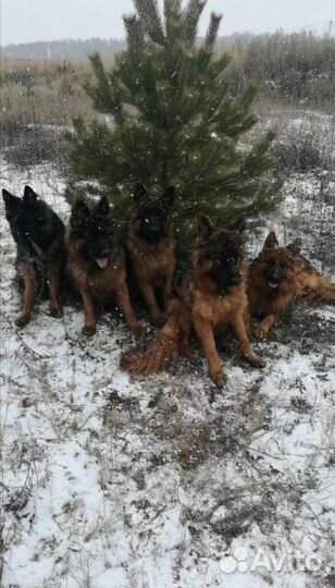 Вязка немецкая длинношерстная овчарка (кобель)