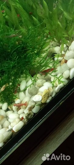 Аквариумное растение