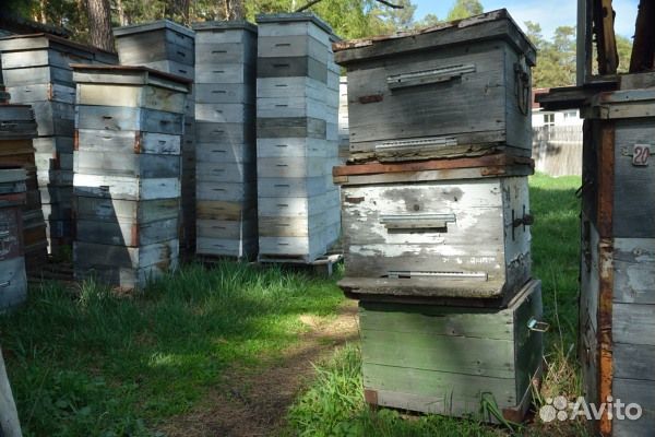 Ульи Дадана, Рута, магазины