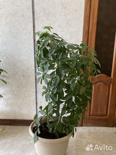 Комнатные цветы