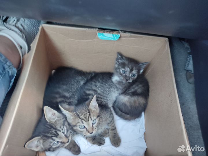 Кошка в дар бесплатно