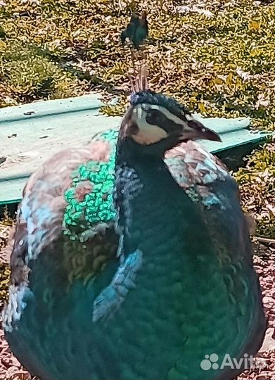 Павлин сполдинг