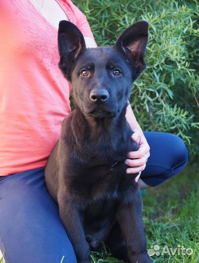 Щенок немецкой овчарки рабочего разведения