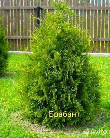 Туя брабант хозери вагнери