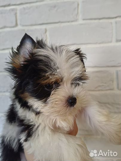 Бивер мальчишки