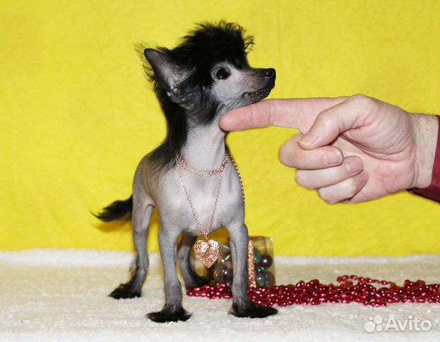 голая маленькая доченька" Маленькая, истинно голая девочка,видео купить в Москве | Животные и  зоотовары | Авито