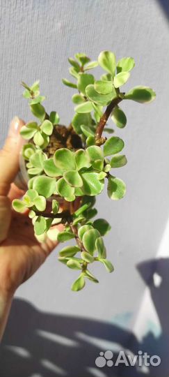 Портулакария афра