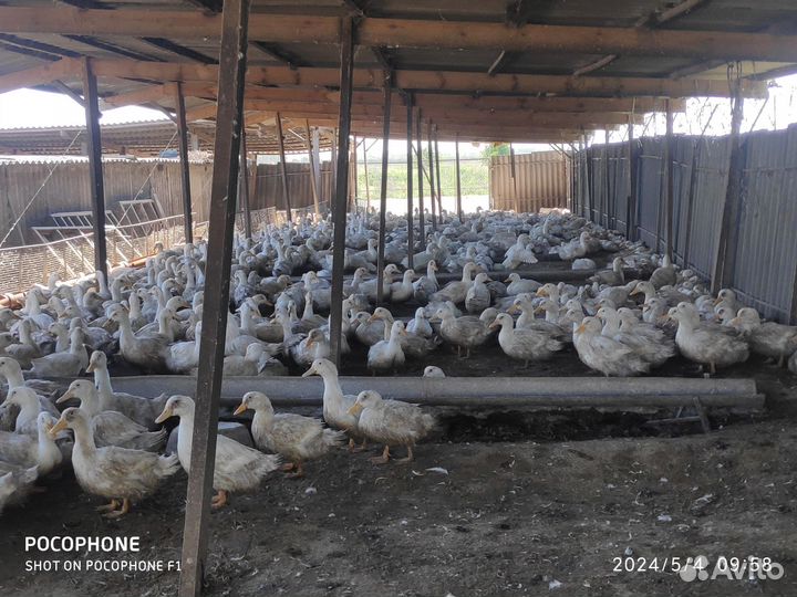 Утки живым весом