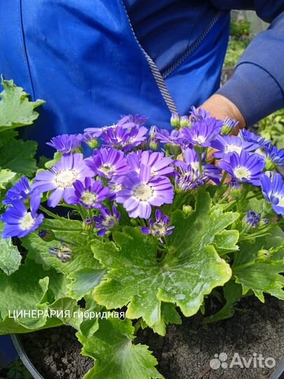 Рассада овощная и цветочная