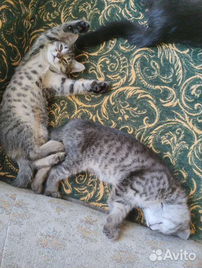 Домашние котята