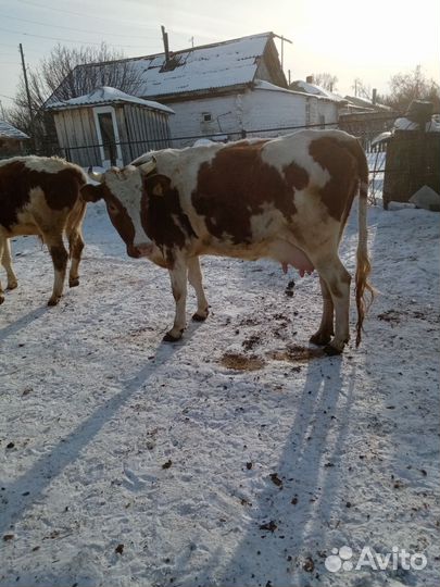 Корова дойная