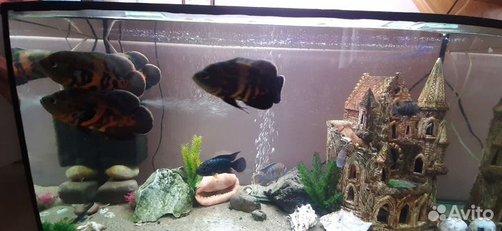 Аквариумные рыбы