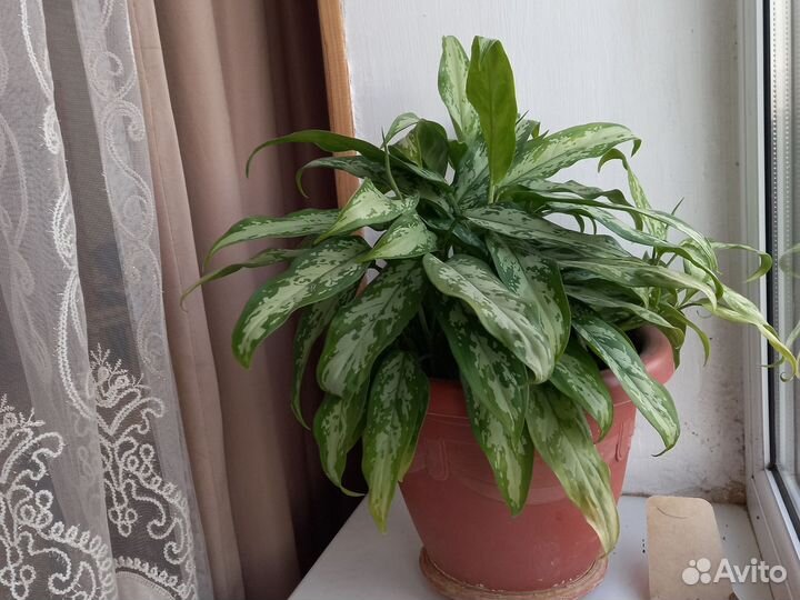 Комнатные цветы