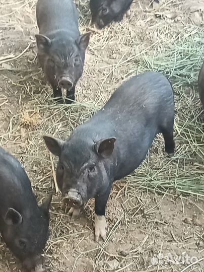 Обменяю вьетнамских поросят на белых поросят