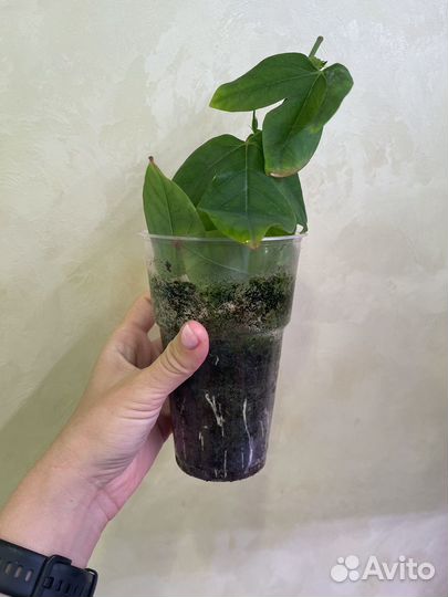 Экзотические растения (редкие и не очень )