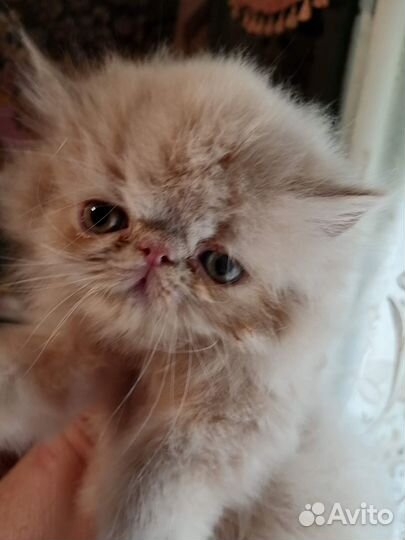 Персидские котята