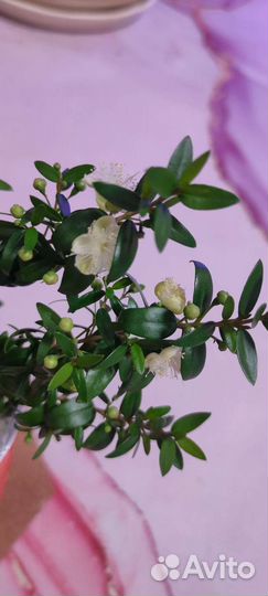 Мирт укорененные черенки