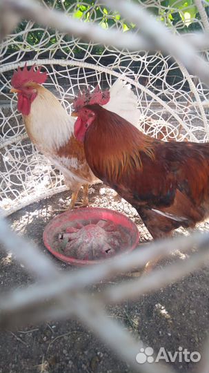 Продаю петухов
