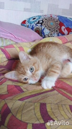 Котенок мальчик