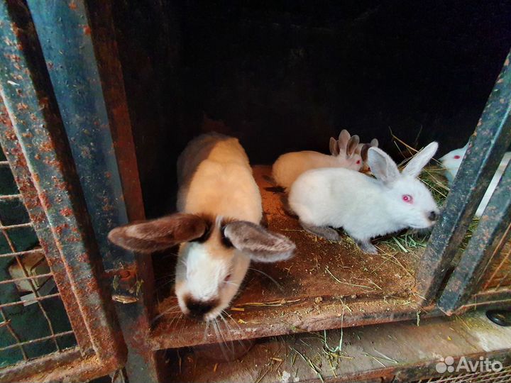 Продаются кролики