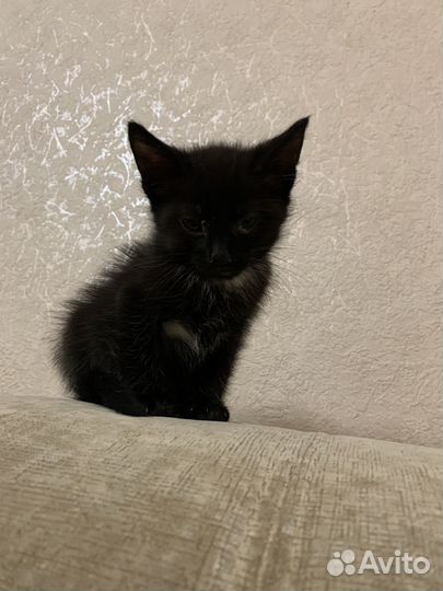 Черный котенок