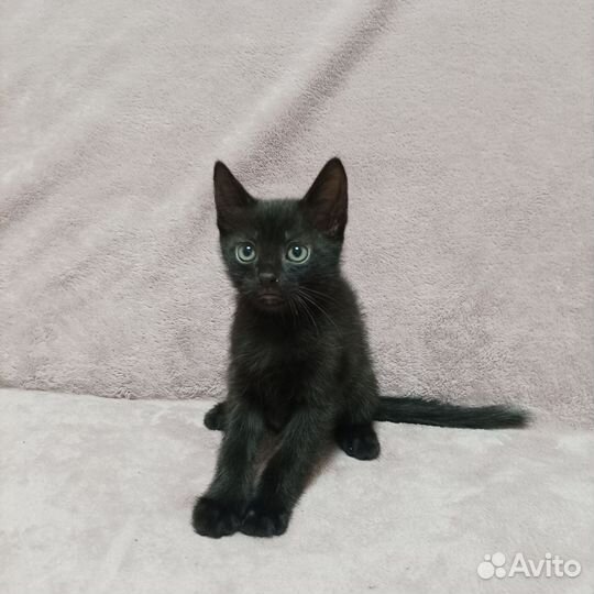Отдам котят