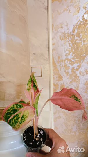 Аглаонема Амелия