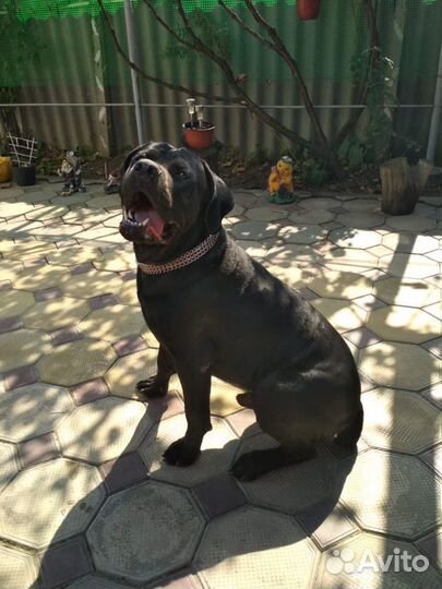 Кане корсо вязка