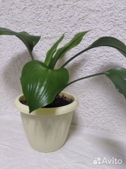 Комнатные цветы Эухарис