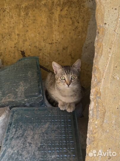 Кошка в дар