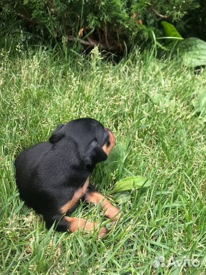 Той-терьер щенки