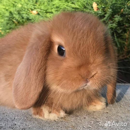 Декоративные кролики вислоухие