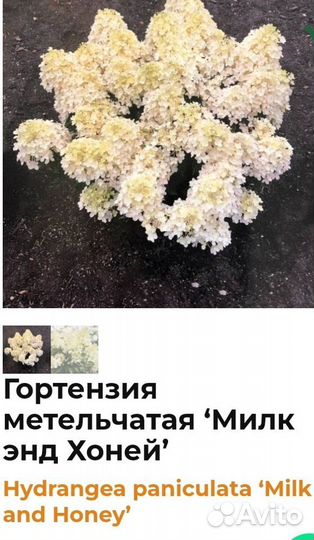 Гортензия