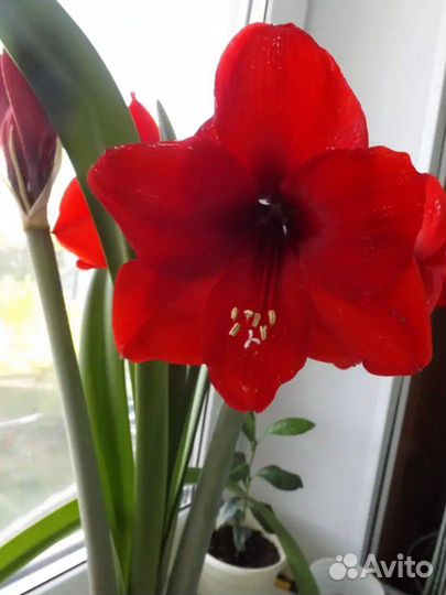 Гиппеаструм