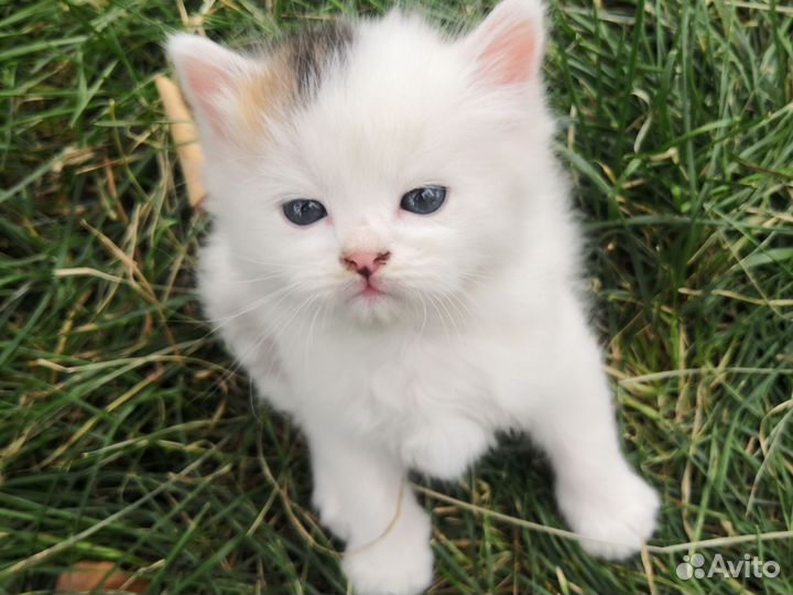 Котята пушистые бесплатно