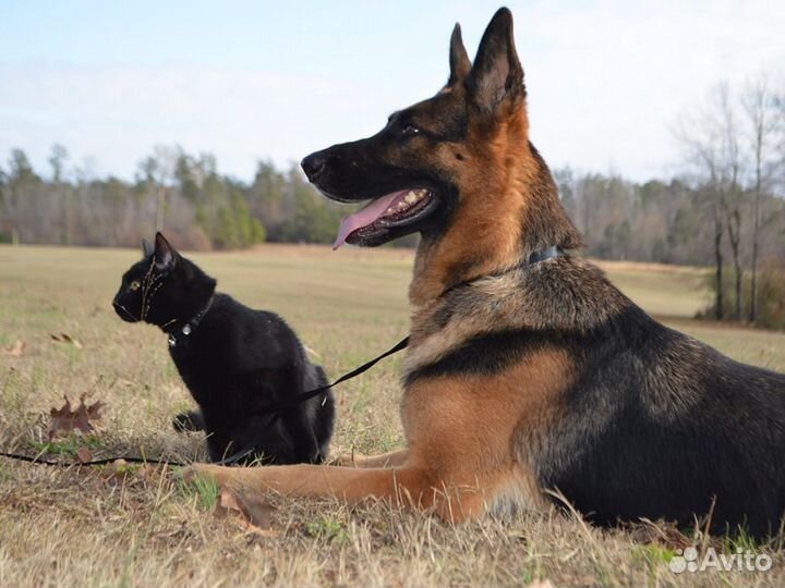 Передержка животных (частный дом)