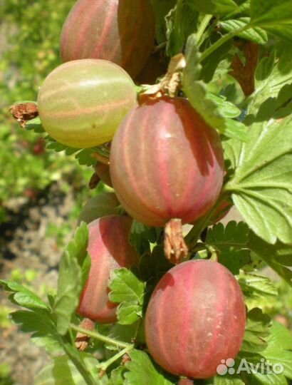 Крыжовник ягоды