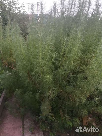 Саженцы Ива,полынь,форзиция,княжик,сирень,клематис