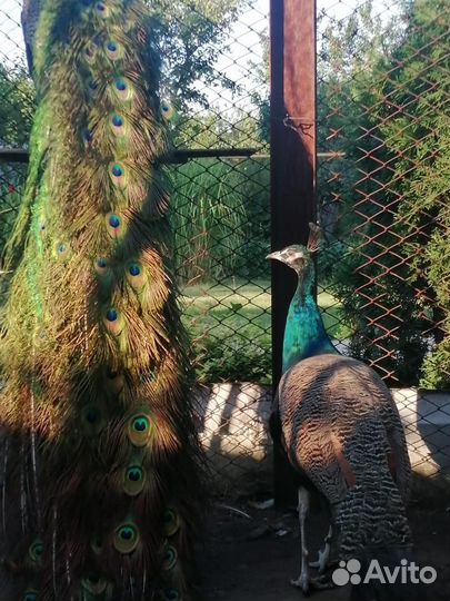 Павлин индийский